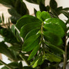 ZZ Plant