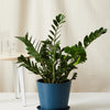 ZZ Plant