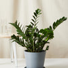 ZZ Plant