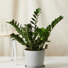 ZZ Plant