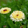 Ivory Princess Calendula – 50 Seeds