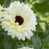 Ivory Princess Calendula – 50 Seeds