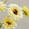 Ivory Princess Calendula – 50 Seeds