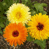 Calendula - Pacific Beauty Seeds