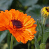Calendula - Pacific Beauty Seeds
