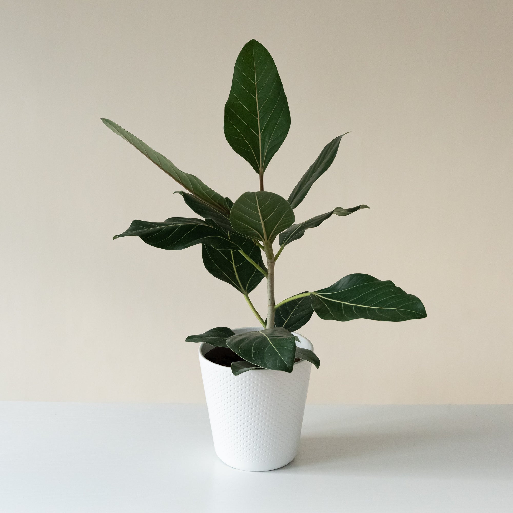 Fiscus Bengalensis/ Chandelier™ Happiness™