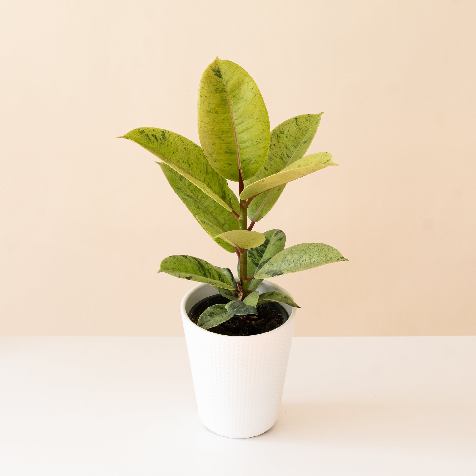 Fiscus elastica, Ghost Rider™