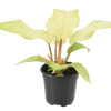 Philodendron Snowdrift 4 inch Grower Pot