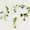 Glass Terrarium Set Wall Planters/ Propagation Station
