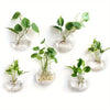 Glass Terrarium Set Wall Planters/ Propagation Station