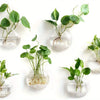 Glass Terrarium Set Wall Planters/ Propagation Station