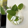 Glass Terrarium Set Wall Planters/ Propagation Station