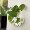 Glass Terrarium Set Wall Planters/ Propagation Station