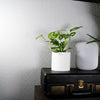 Desert Scape Planter( Available In Multiple Colors & Sizes)