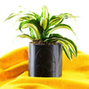 Desert Scape Planter( Available In Multiple Colors & Sizes)