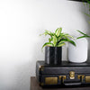 Desert Scape Planter( Available In Multiple Colors & Sizes)