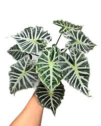 Alocasia Mandalay