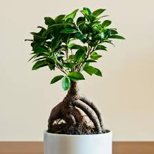 Ficus ginseng 6"