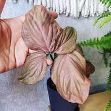 Syngonium Regina Red