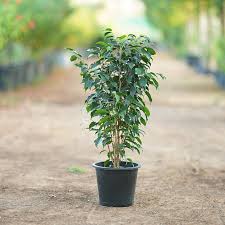 Ficus Benjamina Bush