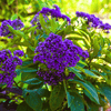 Dwarf Marine Heliotrope – 50 Seeds