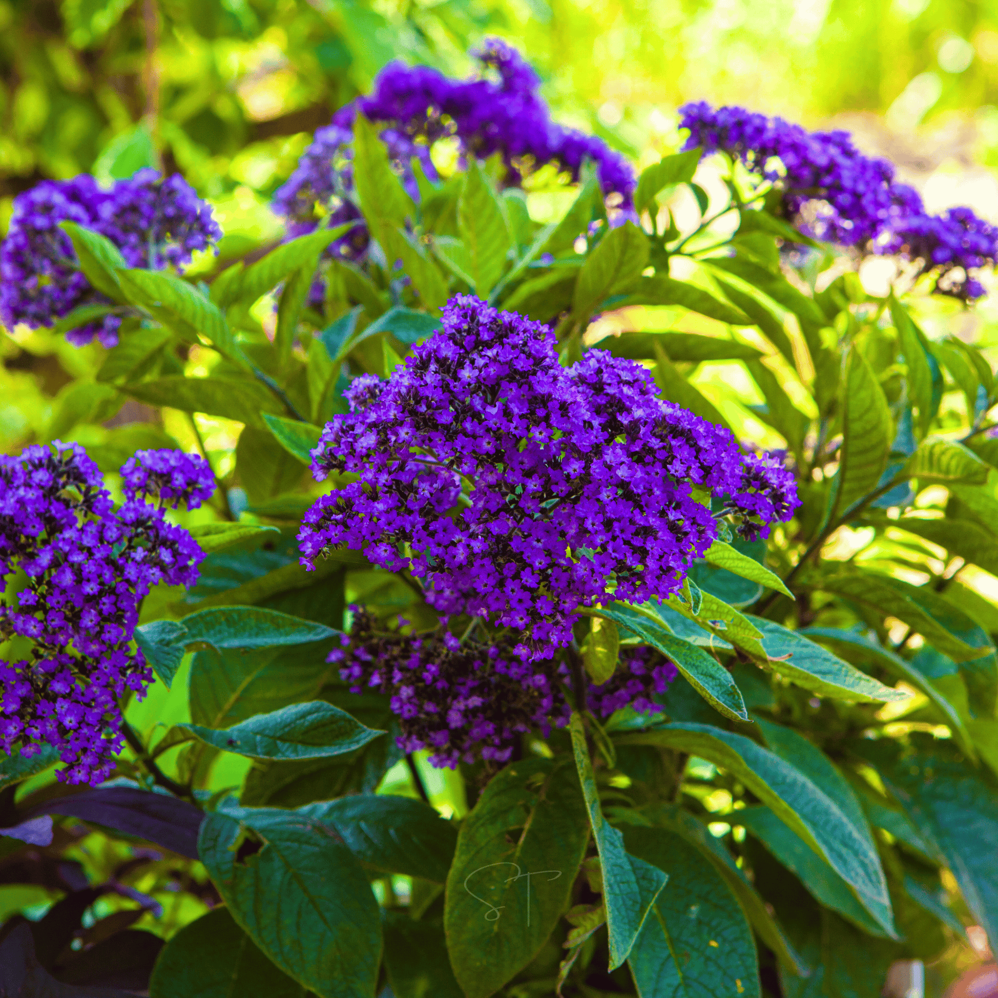 Dwarf Marine Heliotrope – 50 Seeds