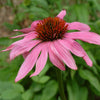 Echinacea Purpurea Seeds