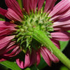 Echinacea Purpurea Seeds