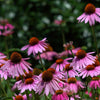 Echinacea Purpurea Seeds