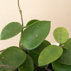 Hoya 'Chouke' Hybrid