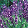 Lavender - English Seeds