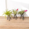 Geometric Air Plant Stand – Minimalist Desk or Shelf Decor