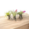 Geometric Air Plant Stand – Minimalist Desk or Shelf Decor
