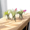 Geometric Air Plant Stand – Minimalist Desk or Shelf Decor