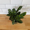 Calathea 'Rattlesnake'