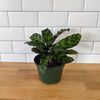 Calathea 'Rattlesnake'