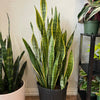 Snake Plant Laurentii