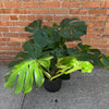 Monstera Deliciosa