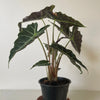 Alocasia Polly 'African Mask'