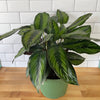 Calathea 'Beauty Star'