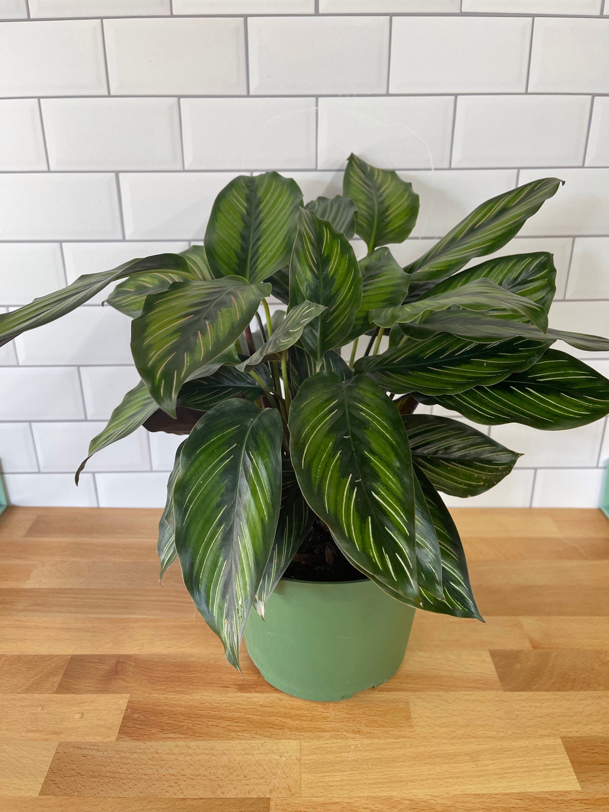Calathea 'Beauty Star'