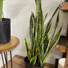 Snake Plant Laurentii