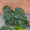 Monstera Deliciosa