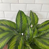 Calathea 'Beauty Star'