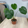 Monstera Deliciosa