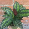 Calathea 'Beauty Star'