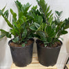 ZZ Plant (Zamioculcas Zamiifolia)