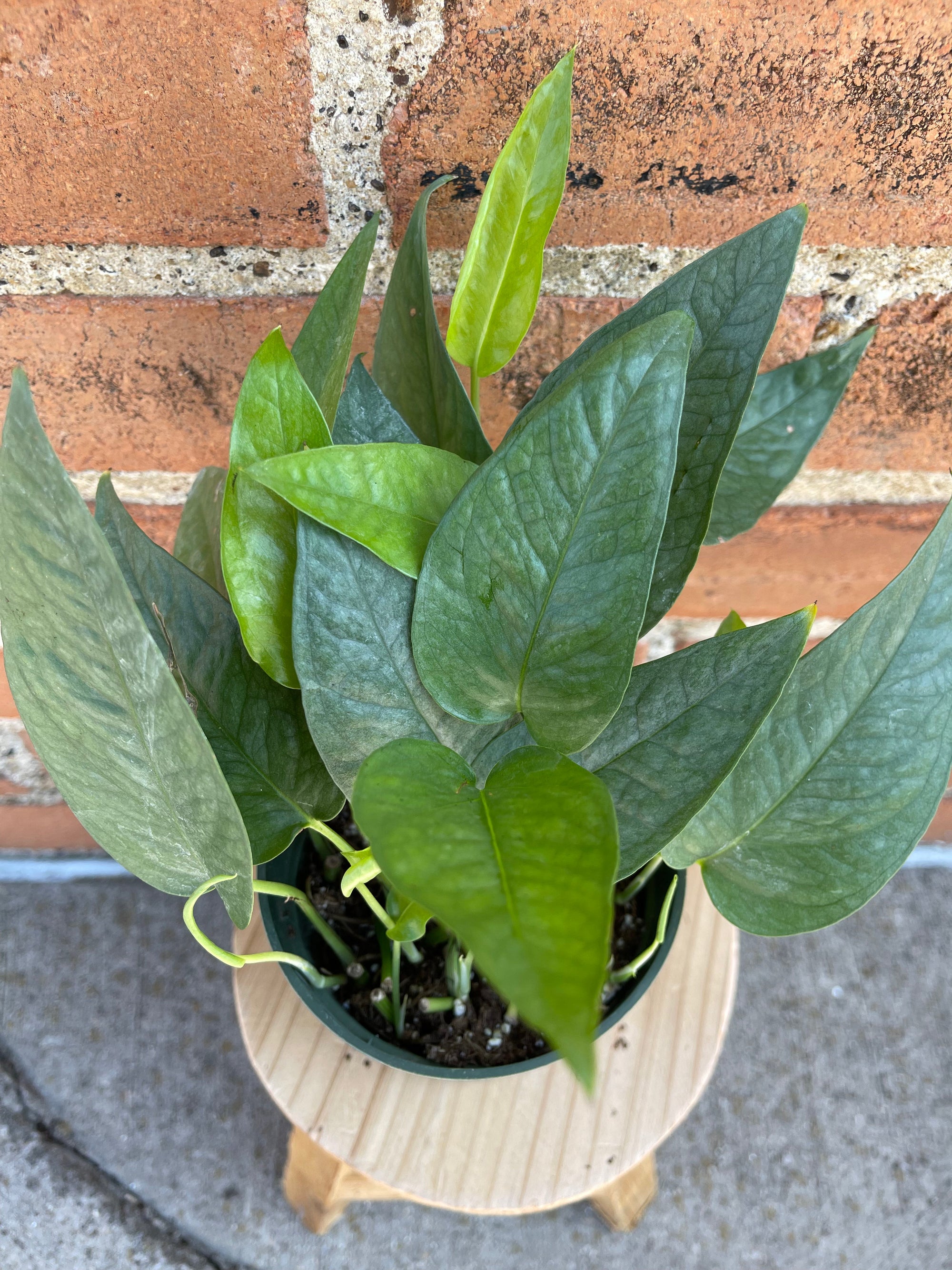 Cebu Blue Pothos