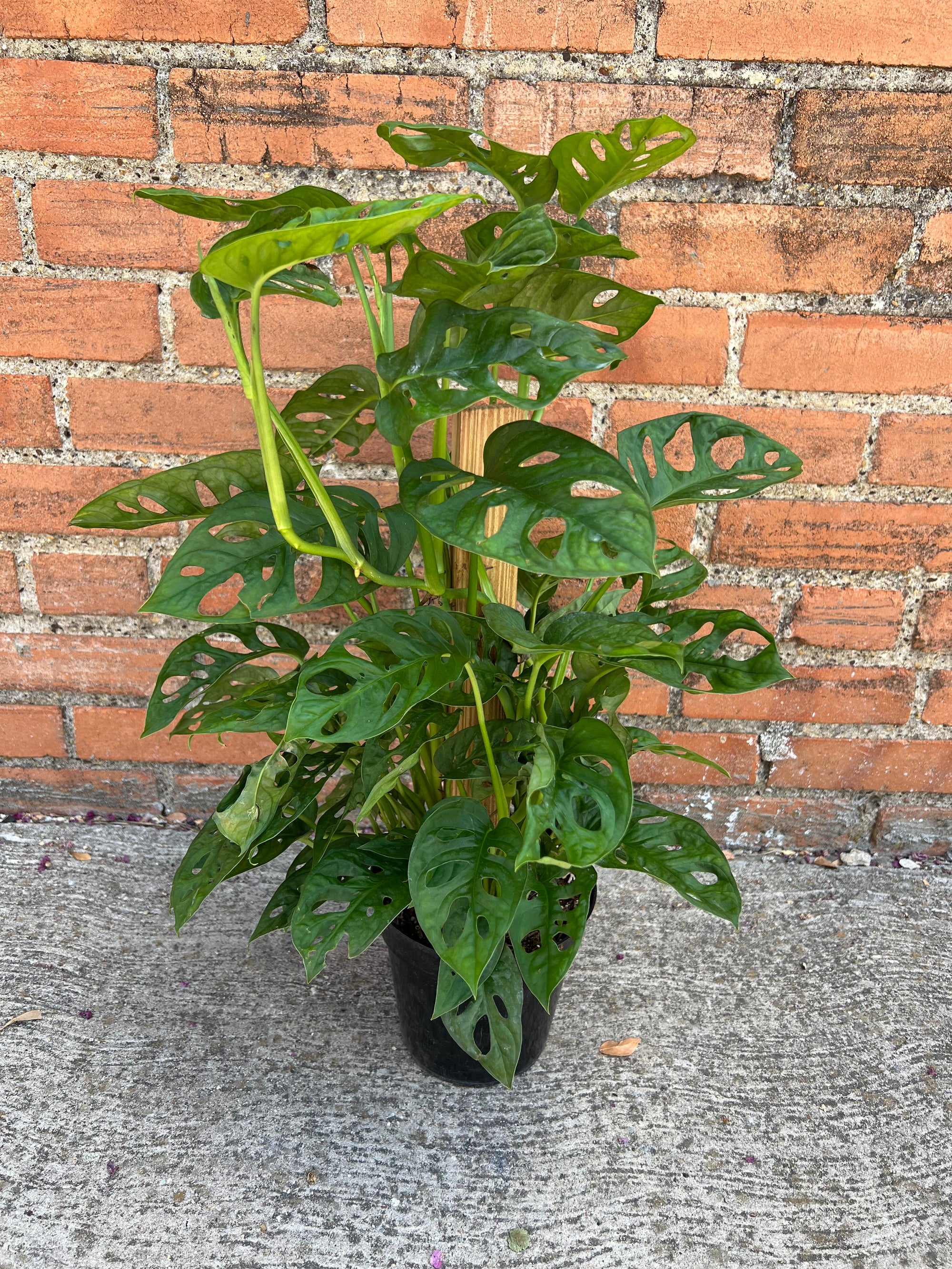 Monstera Adansonii 5" & 6"