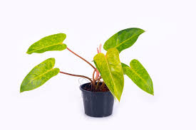 Philodendron Painted Lady 6" & 4"